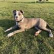 Beau, American Staffordshire Terrier