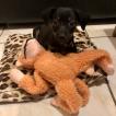 Mia, Dachshund (Pelo Largo)
