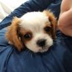 Iris, Cavalier King Charles Spaniel