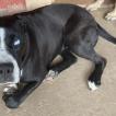 Lola, Otros perros