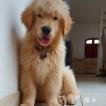 Bento, Golden Retriever