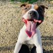 Pako, Staffordshire Bull Terrier