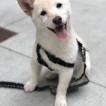 Jimba, Shiba Inu Japonés