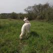 Rhéa, White swiss Shepherd Dog