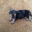 Lili Braga, Yorkshire Terrier