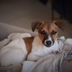 Rhapsodie, Jack Russell Terrier