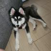 Bleu, Malamute do Alasca