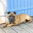 Raïser, Staffordshire Bull Terrier