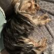 Rose, Yorkshire Terrier