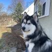 Milo, Malamute De Alaska