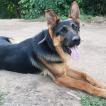 Ruffos, Perro Pastor Alemán