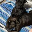 Reina, Staffordshire Bull Terrier