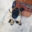 Lara, Pastor Belga Malinois