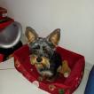 Rex, Yorkshire Terrier