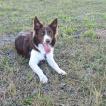 Zeus, Border Collie