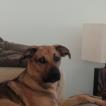 MAX, Otros perros