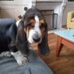 Rodolphe, Basset Hound