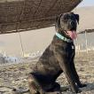 Drago, Dogo Canario