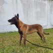 Riko, Berger Malinois