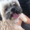 Pipo, Shih Tzu
