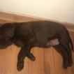 Max, Labrador Retriever
