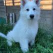 Saïko, White swiss Shepherd Dog