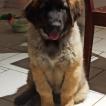 Sweetie, Leonberg