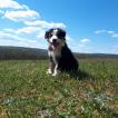 Kiwi, Border Collie