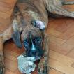 Tupã, Boxer