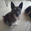 Gargouille, Parson Jack Russell Terrier (De Pelaje Corto - Suave)