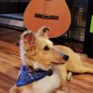 Lexy, Pastor De Shetland
