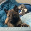 SID, Berger Malinois