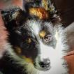 Tokyo, Border Collie