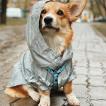 Nevica, Corgi Galés De Pembroke