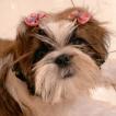 Nixie, Shih Tzu