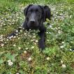 Kora, Labrador Retriever