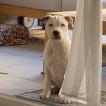 Stitch, Staffordshire Bull Terrier