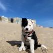 Zara, Border Collie
