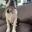 Ralph, Boston Terrier