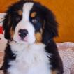 Facundo, Boyero De Berna
