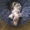 Ruben, Dachshund (Pelo Largo)