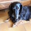 Jaslo, Dachshund (Pelo Largo)
