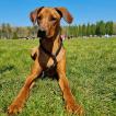 Wotan, Rhodesian Ridgeback