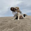 Polo, Golden Retriever