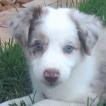 Luna, Border Collie