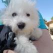 Sophie, Bichon