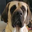 VENUS DU DOMAINE D'ODALRIK, Mastiff