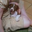 Mocha, Staffordshire Bull Terrier