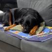 Shakira, Rottweiler