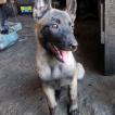 Kai, Pastor Belga Malinois